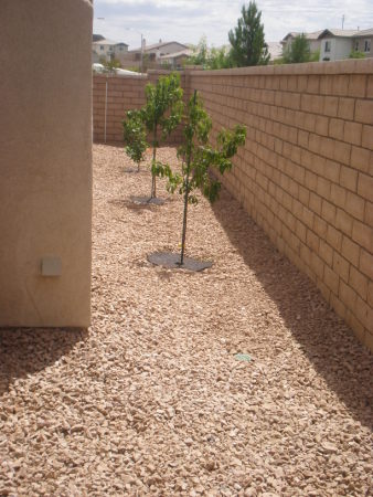 5 Fruit Trees Orange Nectarine Peach Lemon Lime